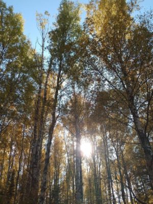 В студии “Юный эколог” прошла увлекательная экскурсия в лес